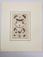 Éjjeli lepkék, hernyók és bábok – kézzel színezett antik rovartani rézmetszet, 1800 körül