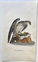 Sas, Halászsas – kézzel színezett antik madártani, ornitológiai rézmetszet, 1815–1822 körül