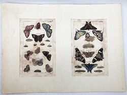 Színes nappali és éjjeli lepkék, hernyók – kézzel színezett antik rovartani rézmetszetek, 1800 körül