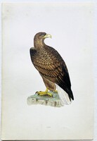 Rétisas / Erne – kézzel színezett antik madártani, ornitológiai metszet, 1850-es évek