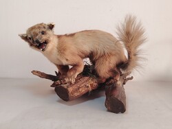Nyest taxidermia ALKUDHATÓ