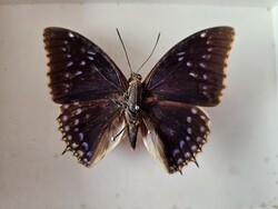 Valódi preparált afrikai trópusi lepke fedeles dobozban (Charaxes tiridates) - 8,3 cm