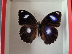 Valódi preparált trópusi holdsaslepke dobozban (Hypolimnas bolina) - 7,4 cm