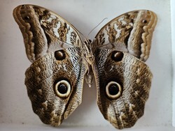 Valódi preparált perui óriás bagolylepke fedeles dobozban (Caligo idomeneus) – 14 cm