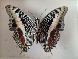 Valódi preparált afrikai trópusi lepke fedeles dobozban (Charaxes castor) - 9,5 cm