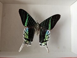 Valódi preparált dél-amerikai trópusi lepke fedeles dobozban (Urania leilus) - 8,2 cm