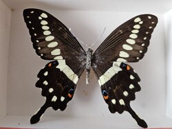 Valódi preparált afrikai trópusi lepke fedeles dobozban (Papilio lormieri) – 11 cm