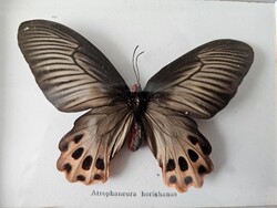 Valódi preparált ázsiai trópusi lepke üvegezett keretben (Atrophaneura horishanus)-12,8 cm -Új!