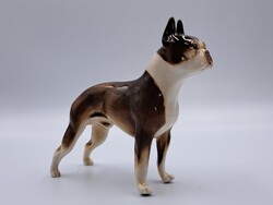 Jelzett Royal Dux Boston Terrier porcelán figura, hibátlan, ritka kutya szobor Csehszlovák porcelán
