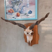 Hollóházi Racka goat trophy, horn.