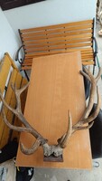Nehézsúlyú, robusztus gímszarvas agancs (4,1 kg) – 85 cm ív / 24 cm rózsa / Vágott koponyán