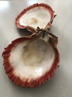 Spondylus kagyló a perui Szent Völgyből