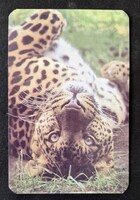 Jaguár kártyanaptár 1995
