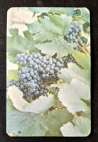 Szegedi Állami Gazdaság kártyanaptár 1985