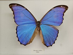 Valódi preparált perui óriás kék Morpho lepke dobozban (Morpho didius) – 15,1 cm