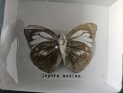 Valódi preparált ázsiai trópusi lepke dobozban (Cepora nadina) - 6 cm