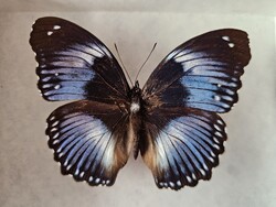 Valódi preparált afrikai trópusi lepke fedeles dobozban (Hypolimnas salmacis) – 9,4 cm