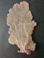 Hatalmas, természetes Gorgonia legyezőkorall – 39 cm