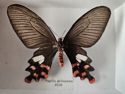 Valódi preparált ázsiai fecskefarkú lepke dobozban (Papilio philoxenus) – 10,5 cm