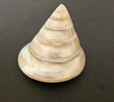 Csiszolt gyöngyház örvénycsiga / Trochus niloticus (8,7 cm átmérő) – Látványos dekoráció