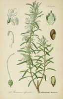 Rozmaring, fűszernövény, régi botanikai illusztráció Thomé 1889 reprint nyomat, konyha dekoráció kép