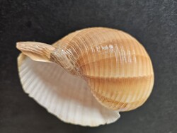 Óriási tengeri gömbcsiga ház (15 cm, Tonna galea) – Öblös natúr preparátum / dekoráció