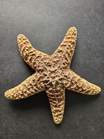 Óriási hálós tengeri csillag (18,8 cm, Pentaceraster) – Natúr preparátum / dekoráció