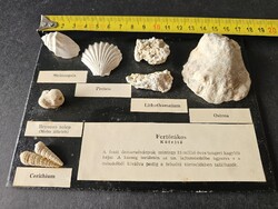 Fertőrákosi ősmaradvány gyűjteményi tabló (15 millió éves tengeri fosszíliák, kb. 18x13 cm)