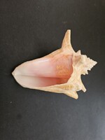 Tüskés szárnyascsiga (13 cm, Strombus pugilis) – Rózsaszín belsőjű natúr tengeri dekoráció