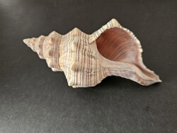 Óriási sávos orsócsiga (17 cm, Pleuroploca trapezium) – Natúr tengeri dekoráció