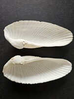 Óriási angyalszárny kagyló pár (13,7 cm, Cyrtopleura costata) – Natúr tengeri dekoráció