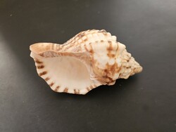 Mintás rácsos koronáscsiga (15 cm, Bursa / Ranella) – Natúr tengeri dekoráció