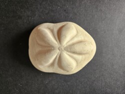 Magas pajzs alakú tengeri sün (12,5 cm, Clypeaster) – Natúr tengeri dekoráció