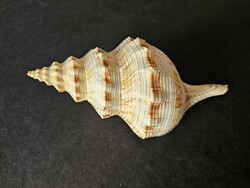Óriási barna mintás orsócsiga (18 cm, Fusinus) – Natúr tengeri dekoráció