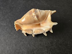Tüskés szárnyascsiga (12,5 cm, Strombus pugilis) – Barack-rózsaszín natúr tengeri dekoráció