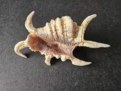 Ötujjas szárnyascsiga (10,5 cm, Lambis) – Natúr tengeri dekoráció