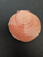 Amusium japonicum nap-és-hold kagyló pár (8 cm) – Japánból, eredeti gyűjtői címkével