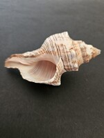 Barna mintás orsócsiga (11,1 cm, Fusinus) – Natúr tengeri dekoráció