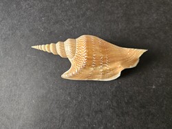 Ritka Strombus listeri szárnyascsiga (12,7 cm) – Eredeti gyűjtői címkével
