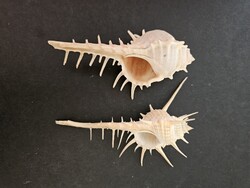 Tüskés bíborcsiga pár (2 db) – Vénusz-fésű csiga (Murex pecten) és Murex trapa (11-12 cm)