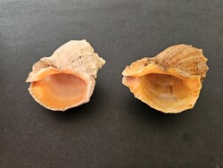 Rapana venosa rablócsiga pár (2 db) – Narancssárga belsővel (8 cm és 8,7 cm)