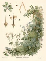 Sárga akác, mezei gólyaorr - vintage orosz botanikai illusztráció reprint nyomat, borsófa geránium
