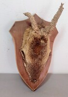 Őzbak (Capreolus capreolus) fejbőrös trófeája ALKUDHATÓ