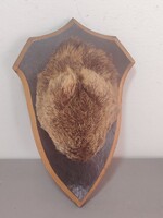 Igazi őzbak (Capreolus capreolus) fejbőrös trófeája ALKUDHATÓ