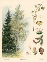 Fenyő és nyírfa - vintage orosz botanikai illusztráció reprint nyomat, luc, jegenye, tajga, táj