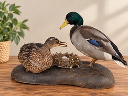 Tuffed Duck Pair with Nest – Taxidermy Decoration