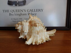 Large Sea Snail - Thorny Purple Snail - 17 cm