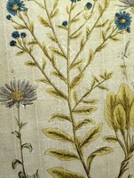 272 éves kézzel színezett rézmetszet - Csillagőszirózsa (Aster) - 1754, E. Blackwell
