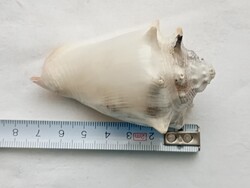 Tengeri harci csiga ház No4 8cm