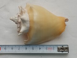 Tengeri harci csiga ház No2 8,5cm
